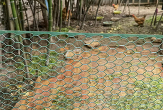 Poultry net for chicken