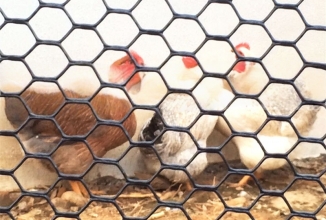Poultry net for animals