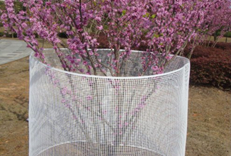 Square mesh for plants