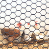 Flexible easy to install HDPE chicken fence plastic poultry net for animals